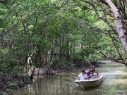 Can Gio Ecological Tour By Bus