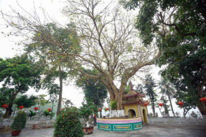 Bodhi tree in Tran Quoc Pagoda