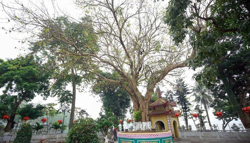 Bodhi tree in Tran Quoc Pagoda