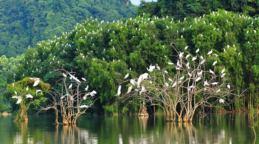 Vam Ho Bird Sanctuary