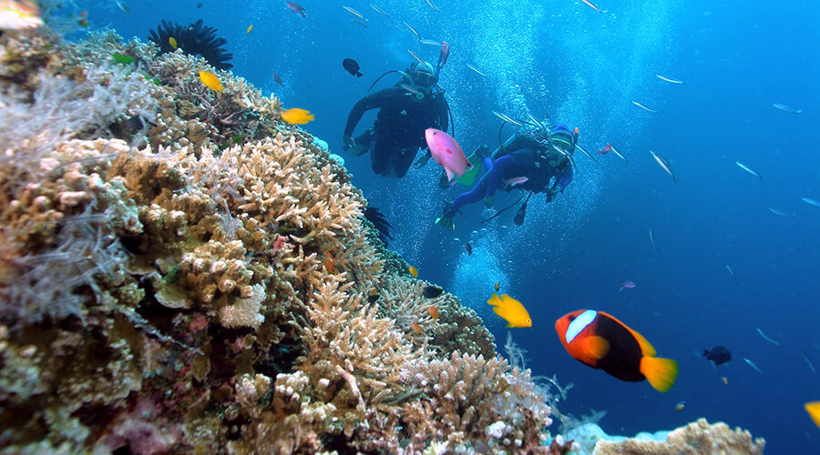 diving in Phu Quoc island