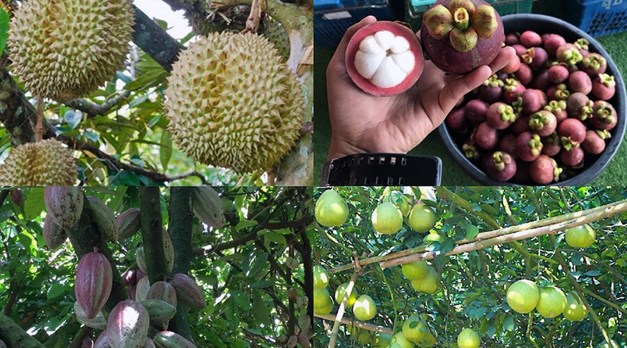 orchards in Mekong delta