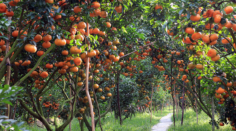 orchards in Mekong delta