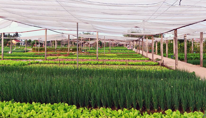Tra Que Vegetable Village