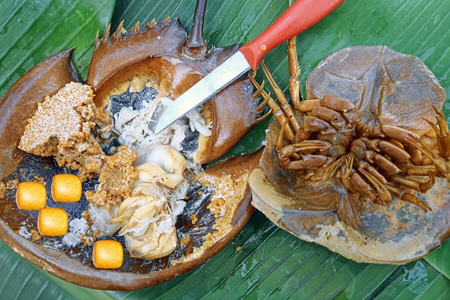 Horseshoe crab in Halong