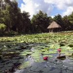 Lotus Fields in Thap Muoi