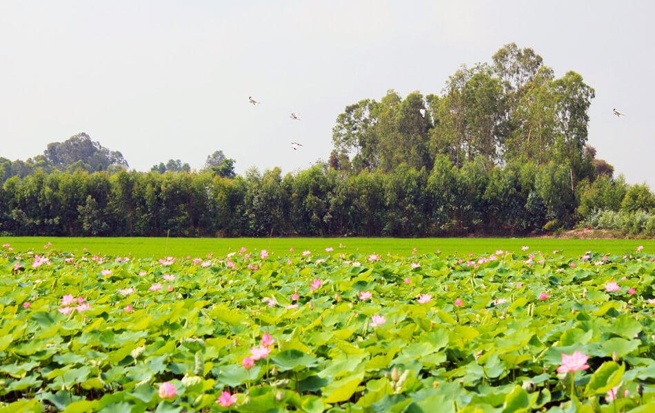 Lotus Fields in Thap Muoi