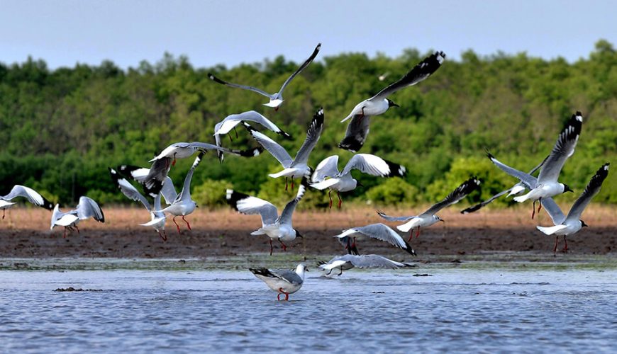 Bird Parks in Ca Mau