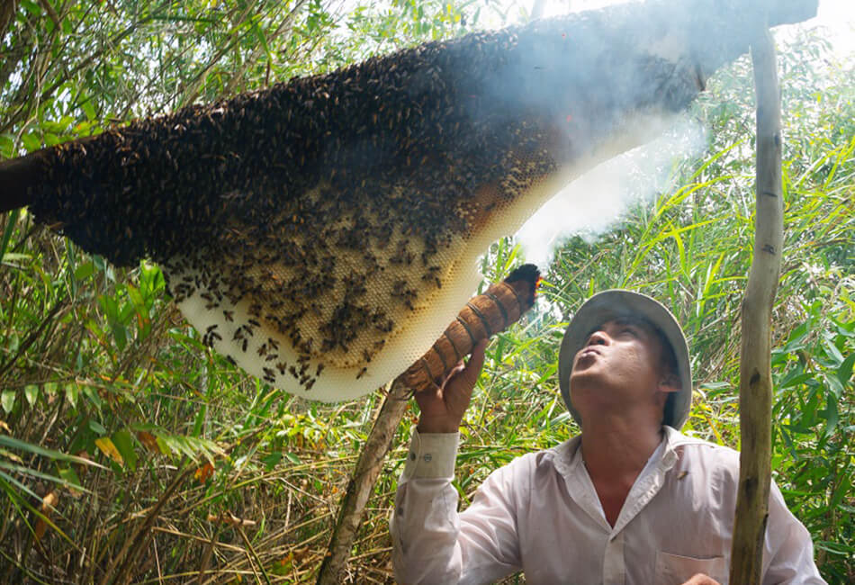 take honey at U Minh Ha National Park