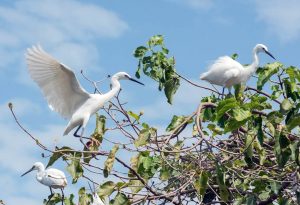 Bang Lang stork garden