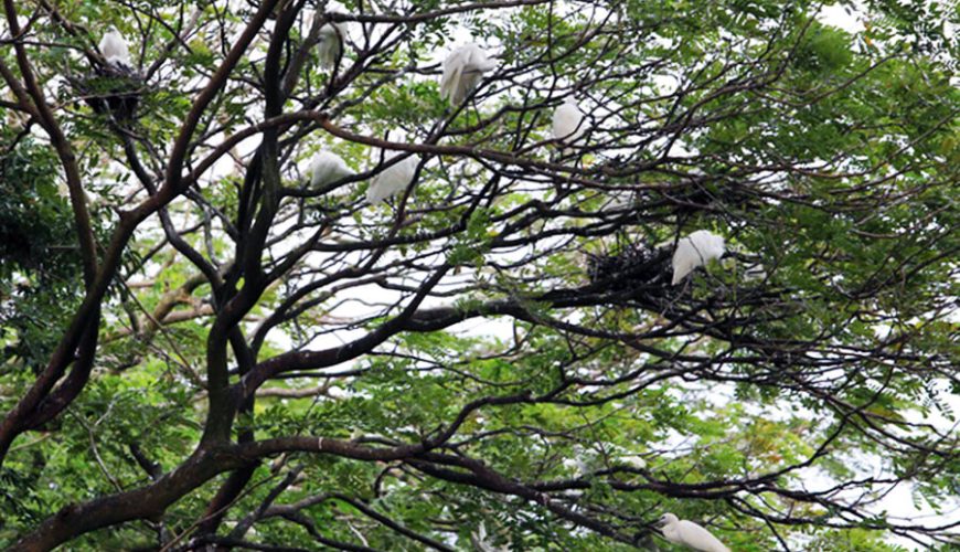 Bang Lang Stork Sanctuary