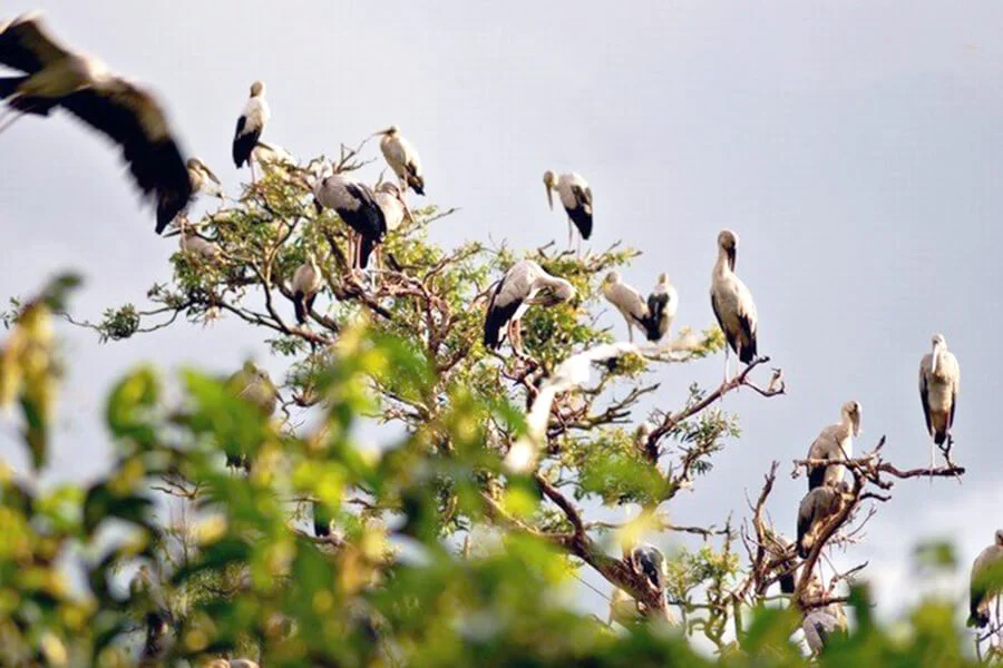 Bang Lang Stork Sanctuary