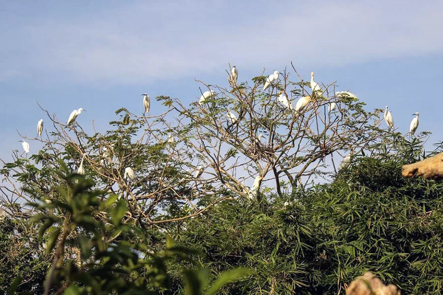 Bang Lang Stork Sanctuary