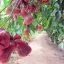 My Khanh fruit gardens
