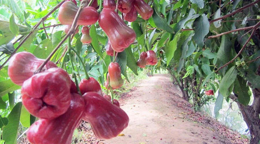 My Khanh fruit gardens