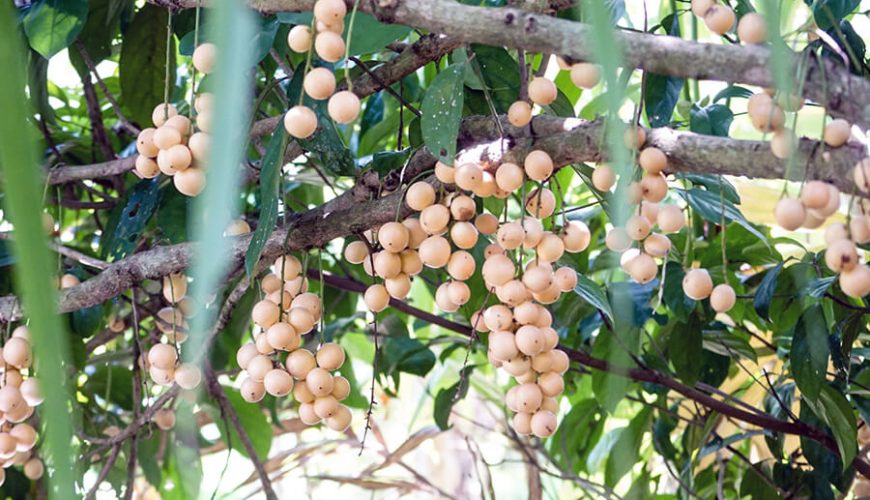 Fruit Gardens in Phong Dien