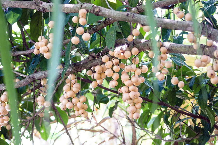 Fruit Gardens in Phong Dien