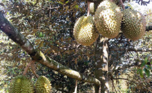 Long Khanh Fruit Garden
