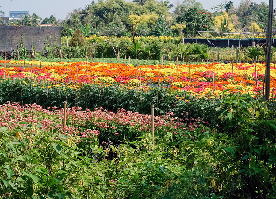 Sa Dec Flower Village