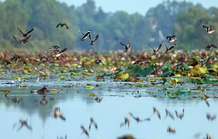 2-Day Tour to Mekong Delta-Gieng Islet-Tram Chim National Park