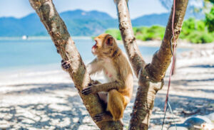 Monkey islet in Nha Trang