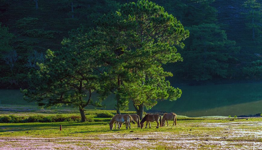 Explore Da Lat