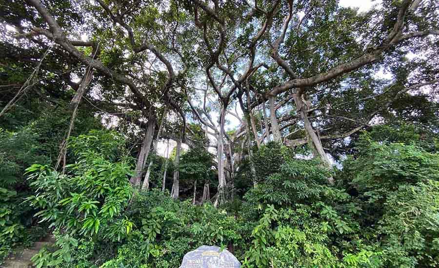 banyan trees Da Nang