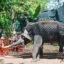 elephant in Dam Sen