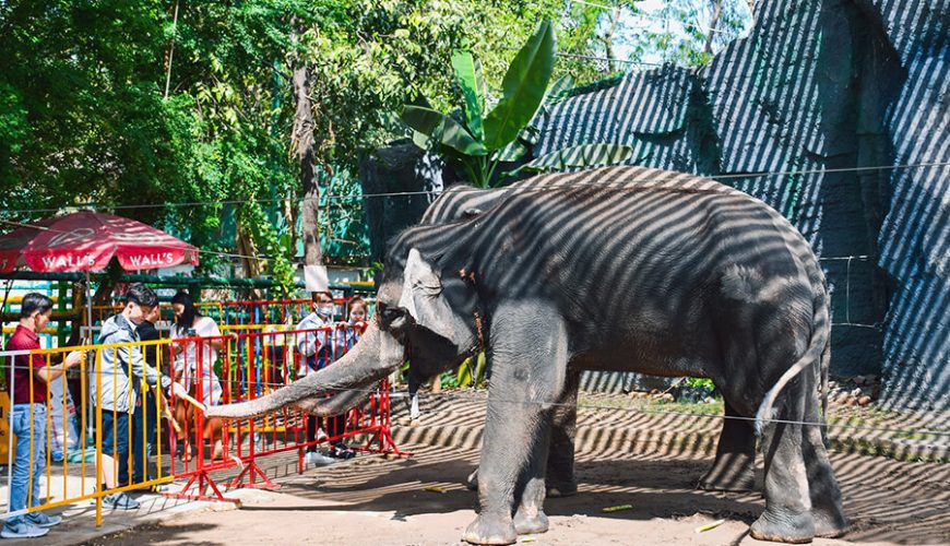 elephant in Dam Sen