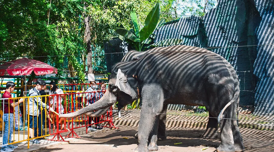 elephant in Dam Sen