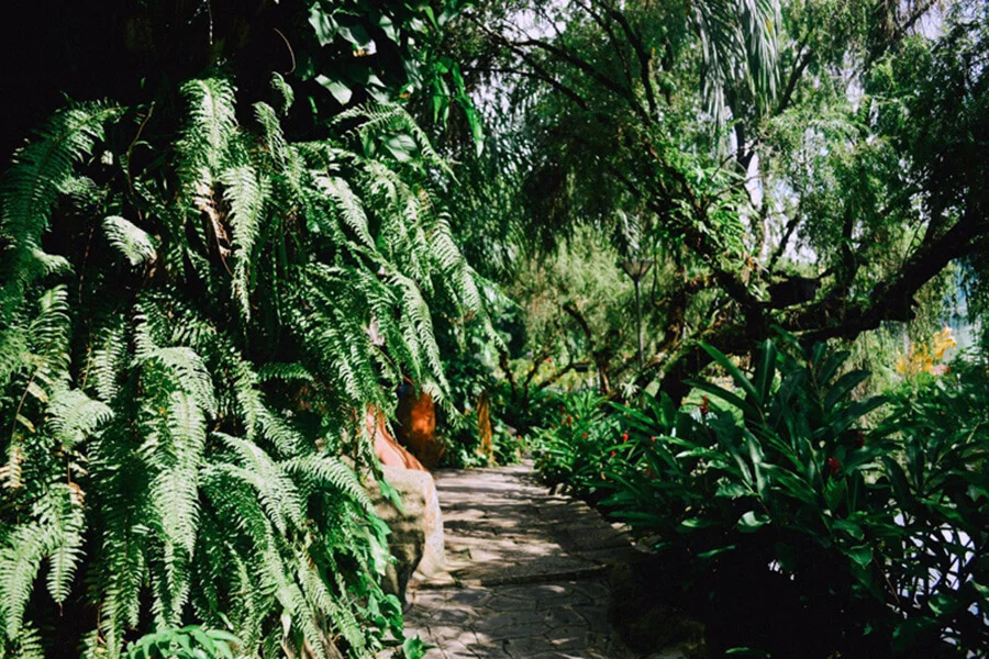 orchidaceous in Dam Sen