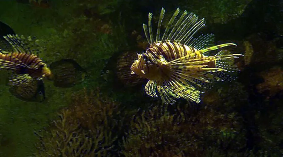 Aquarium in Dam Sen
