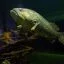 Aquarium in Dam Sen