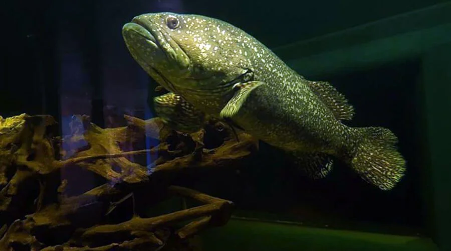 Aquarium in Dam Sen