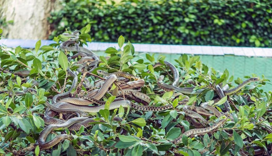 Dong Tam Snake Farm