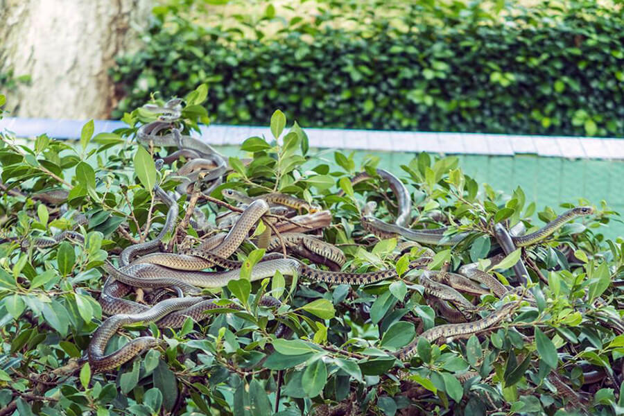 Dong Tam Snake Farm