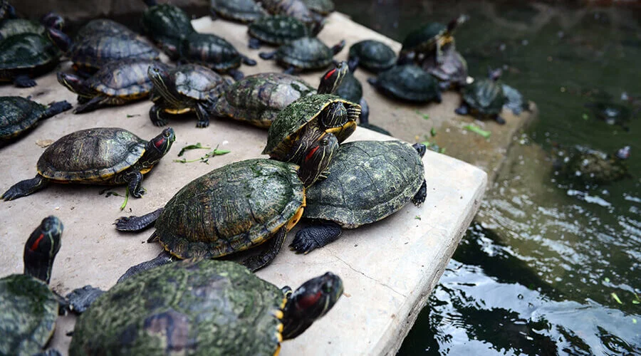 pond in Jade Emperor Pagoda