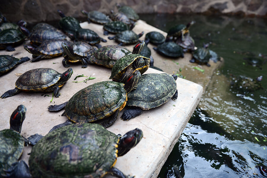 pond in Jade Emperor Pagoda