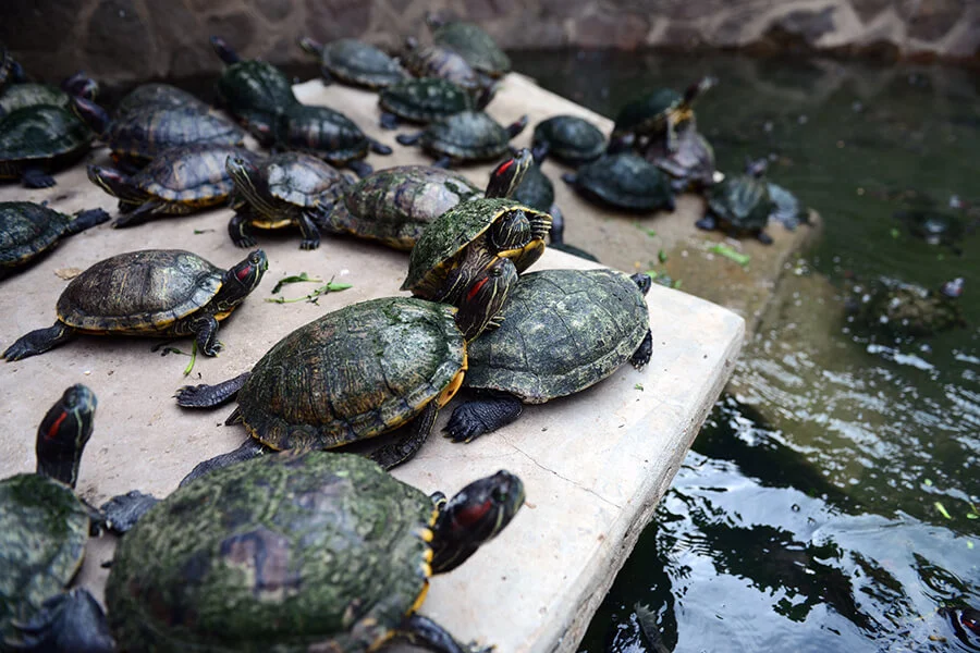 pond in Jade Emperor Pagoda