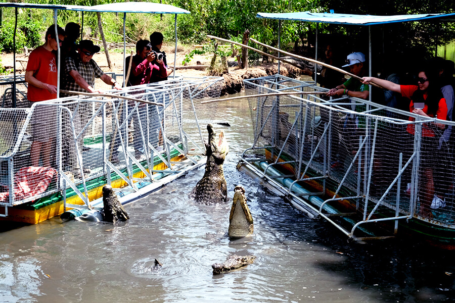 Crocodile Swamp in Vam Sat
