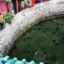 pond in Jade Emperor Pagoda