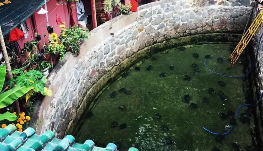 pond in Jade Emperor Pagoda