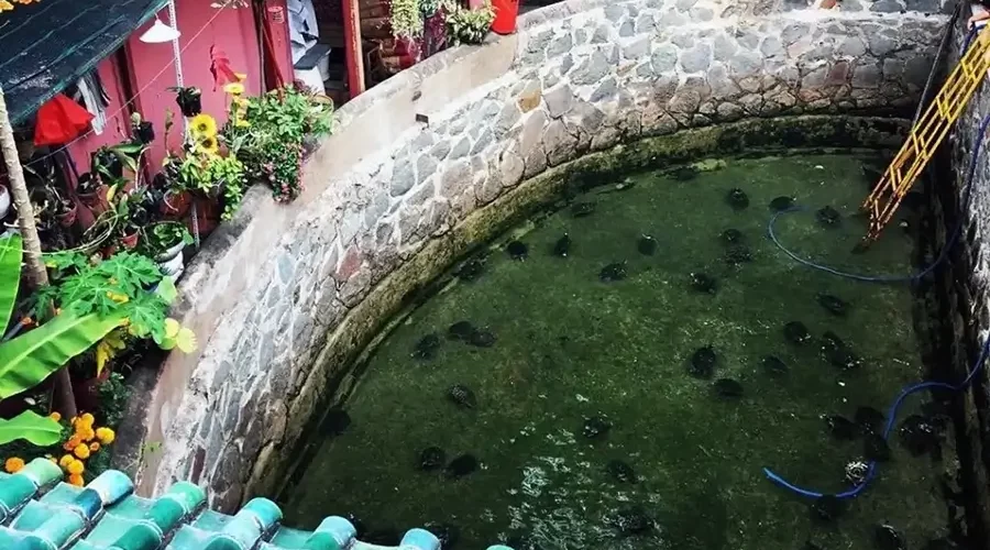 pond in Jade Emperor Pagoda