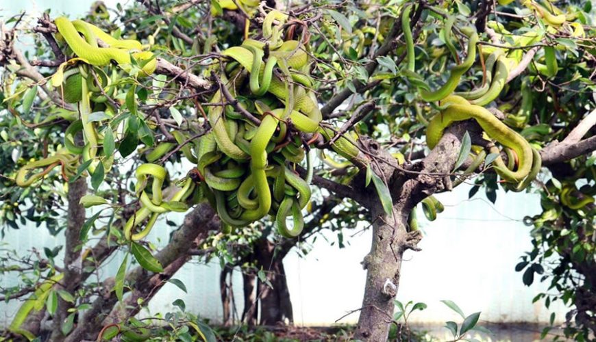 Dong Tam Snake Farm