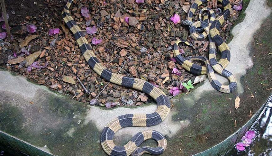 Dong Tam Snake Farm