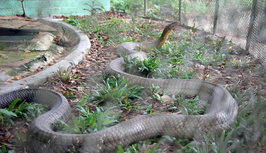Dong Tam Snake Farm