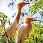 Vam Ho Bird Sanctuary