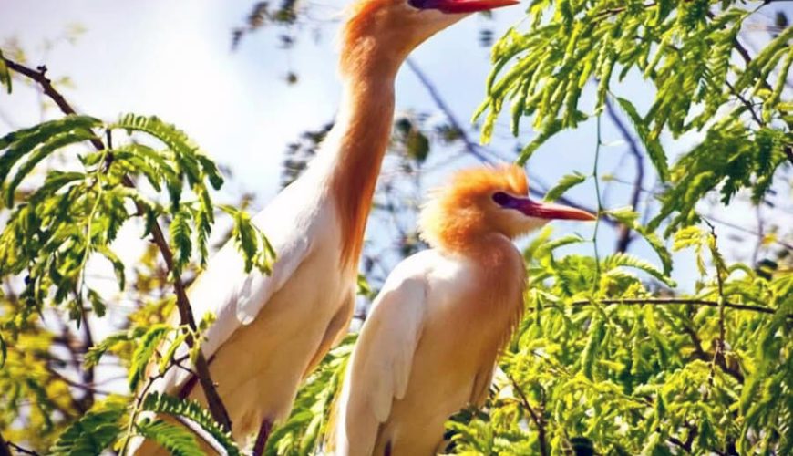 Vam Ho Bird Sanctuary
