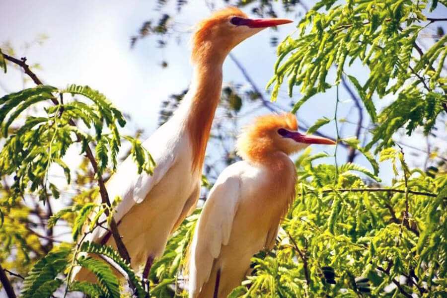 Vam Ho Bird Sanctuary
