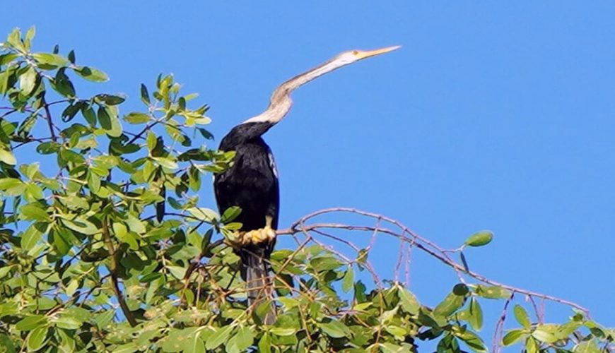 Vam Ho Bird Sanctuary